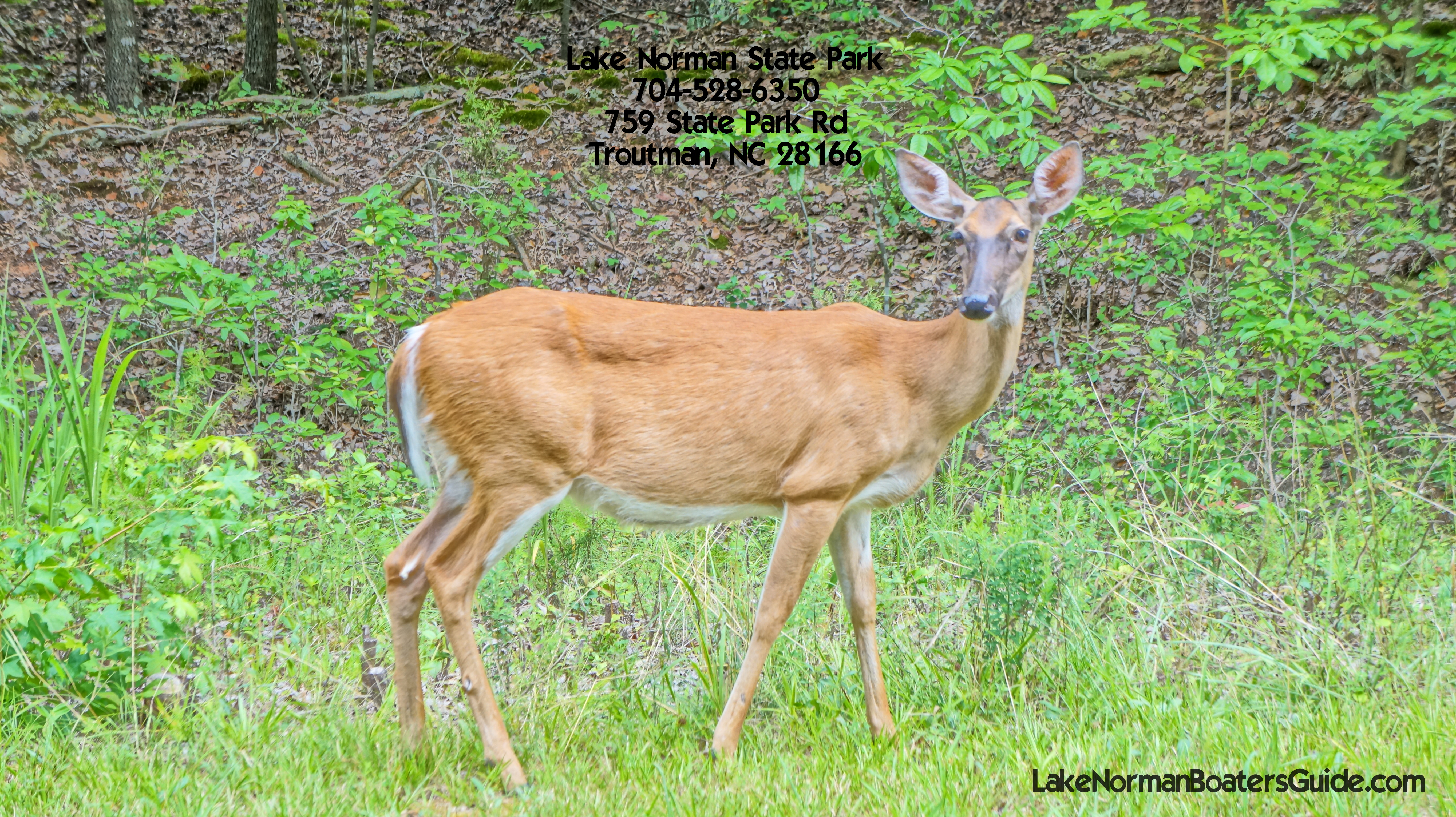 Deer at Lake Norman State Park